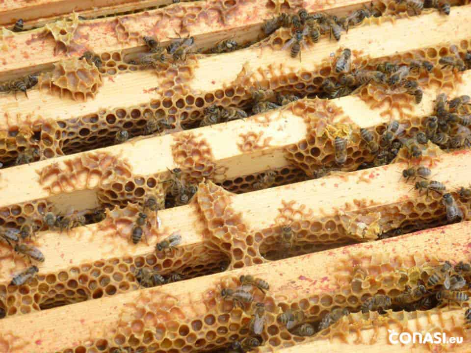 Polen de abeja: qué es y cómo se produce. Apicultura y miel.